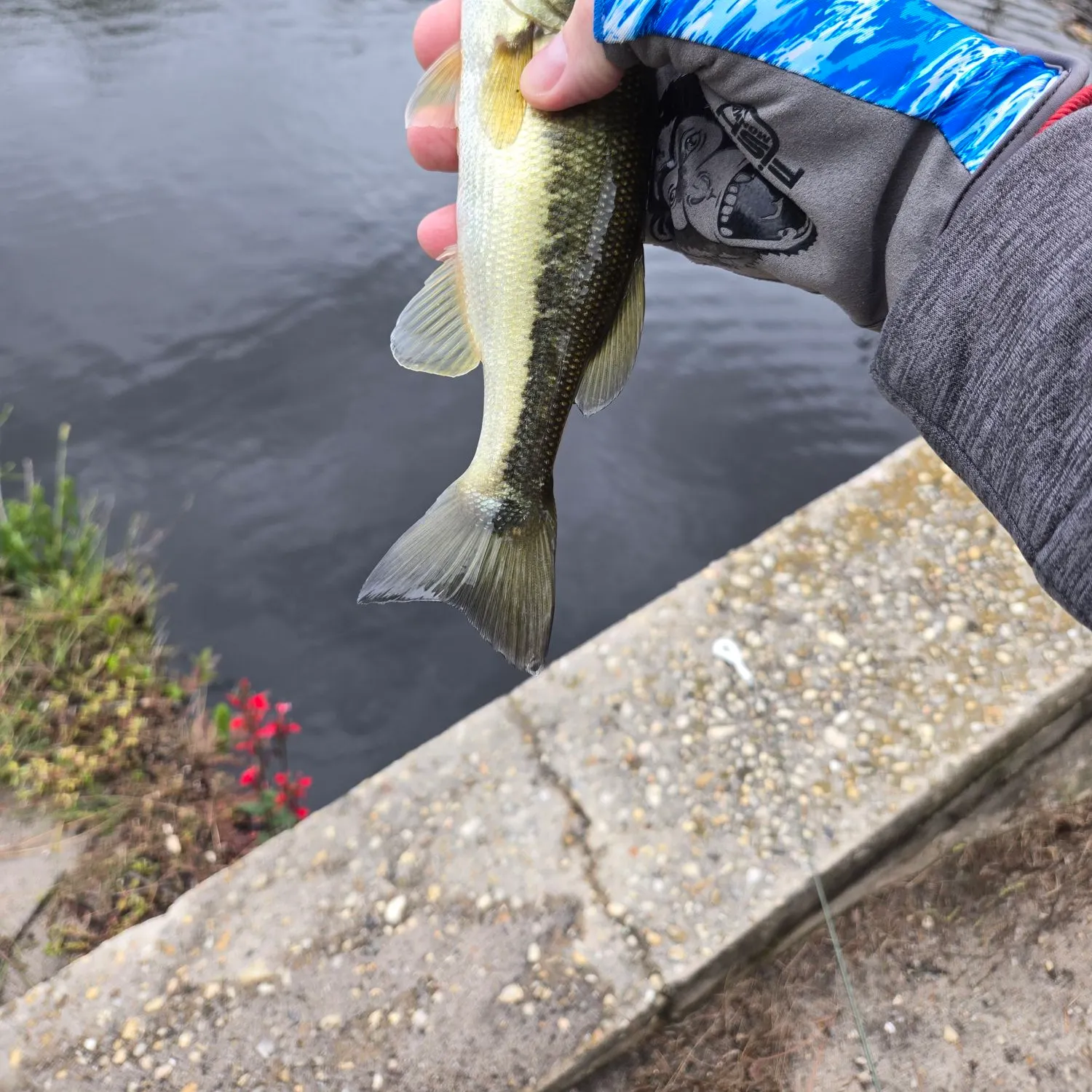 Spotted bass caught on Fishbrain