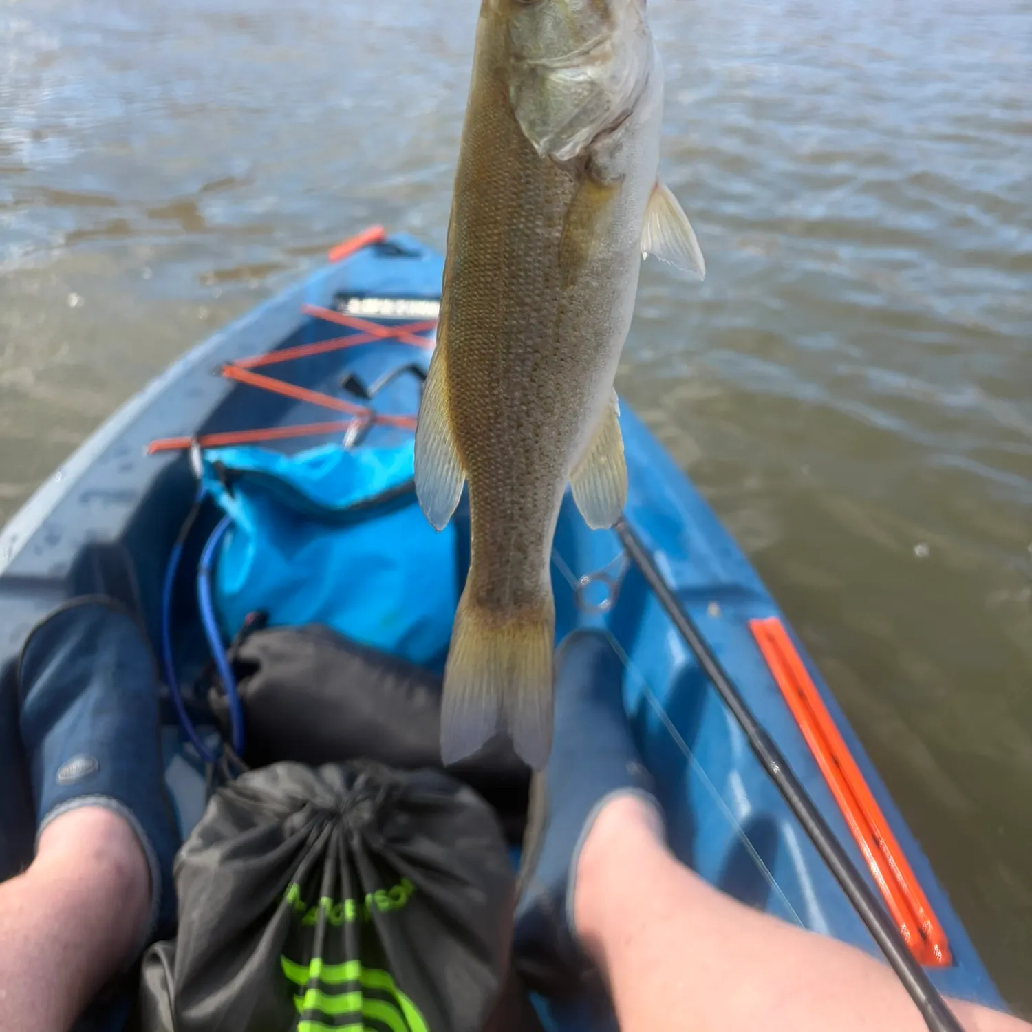 Smallmouth bass caught on Fishbrain
