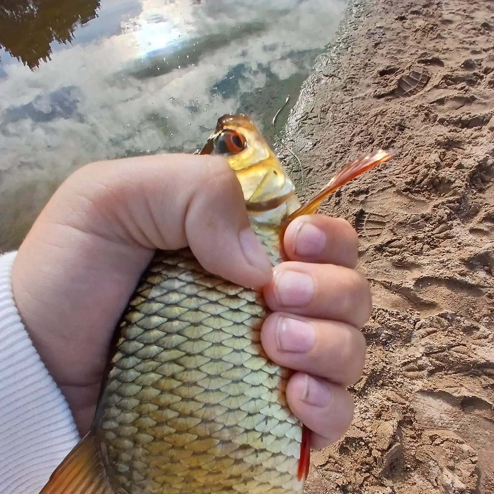 The most recent Common rudd catches on Fishbrain