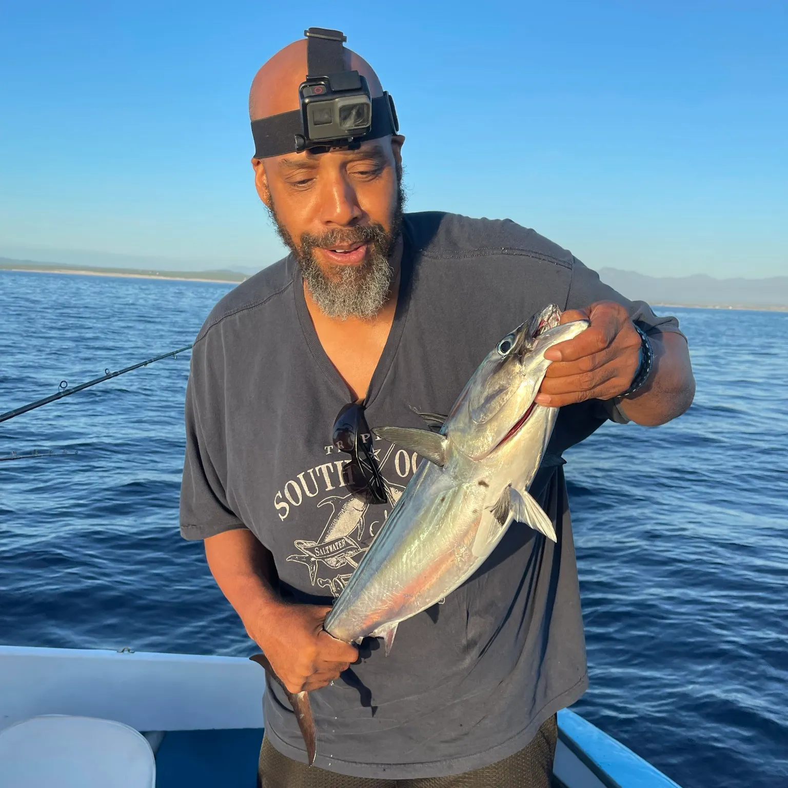 The most recent Plain bonito catches on Fishbrain