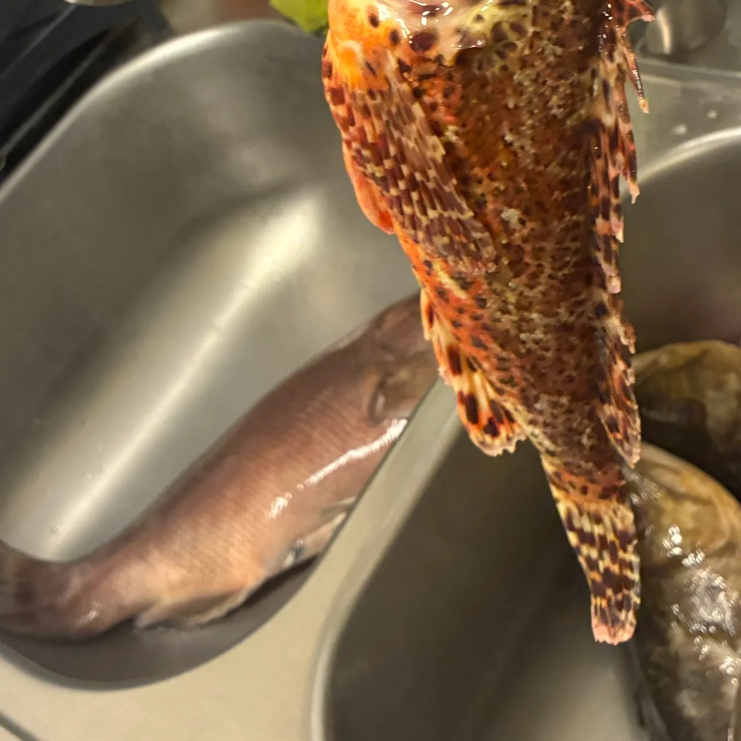The most recent California scorpionfish catches on Fishbrain
