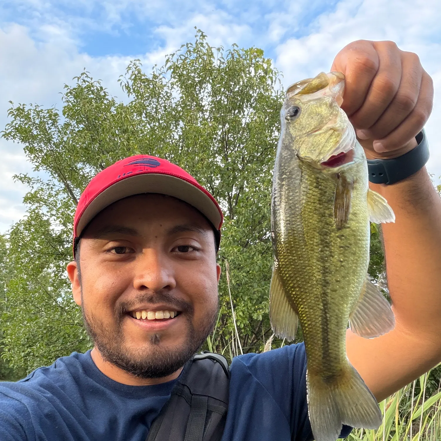 Largemouth bass caught on Fishbrain