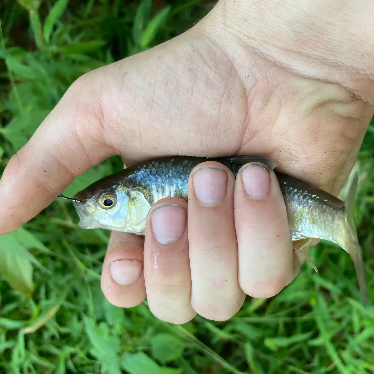 Striped shiner caught on Fishbrain