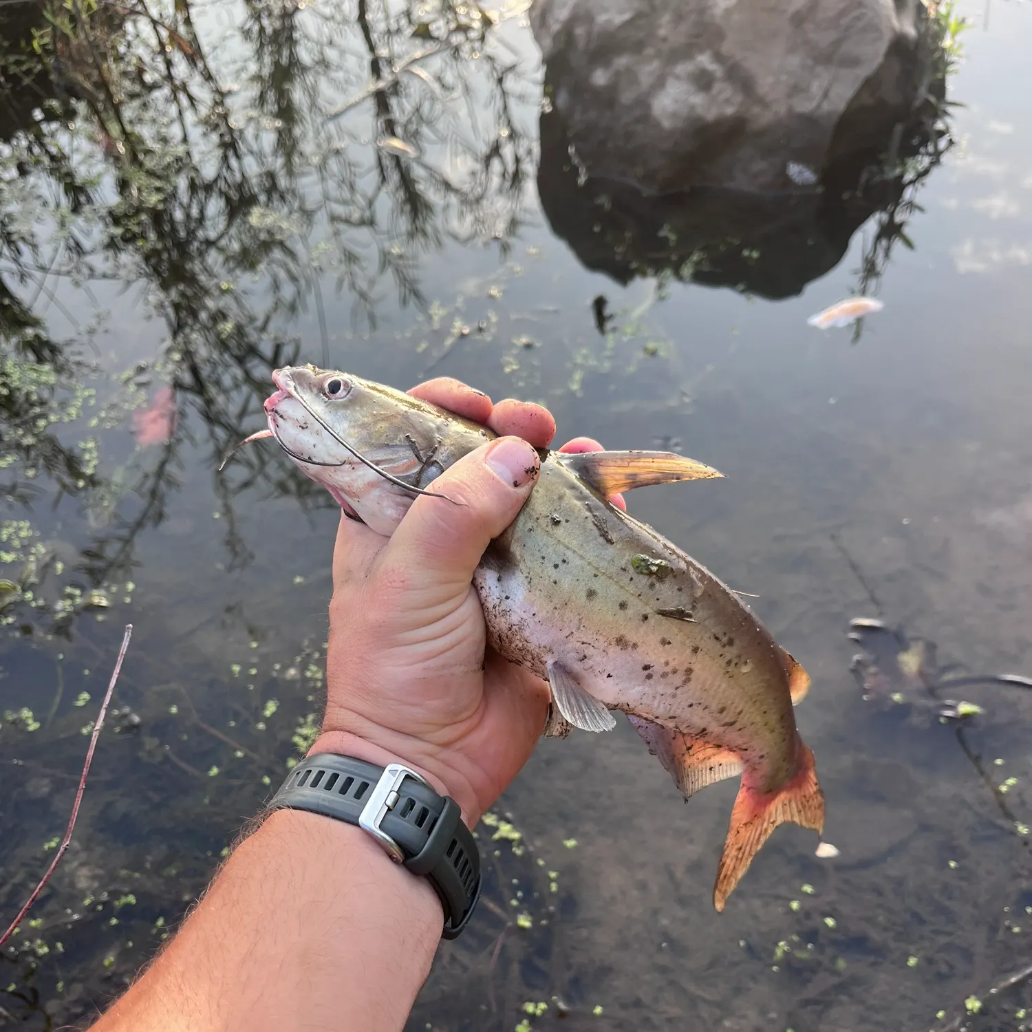 catch