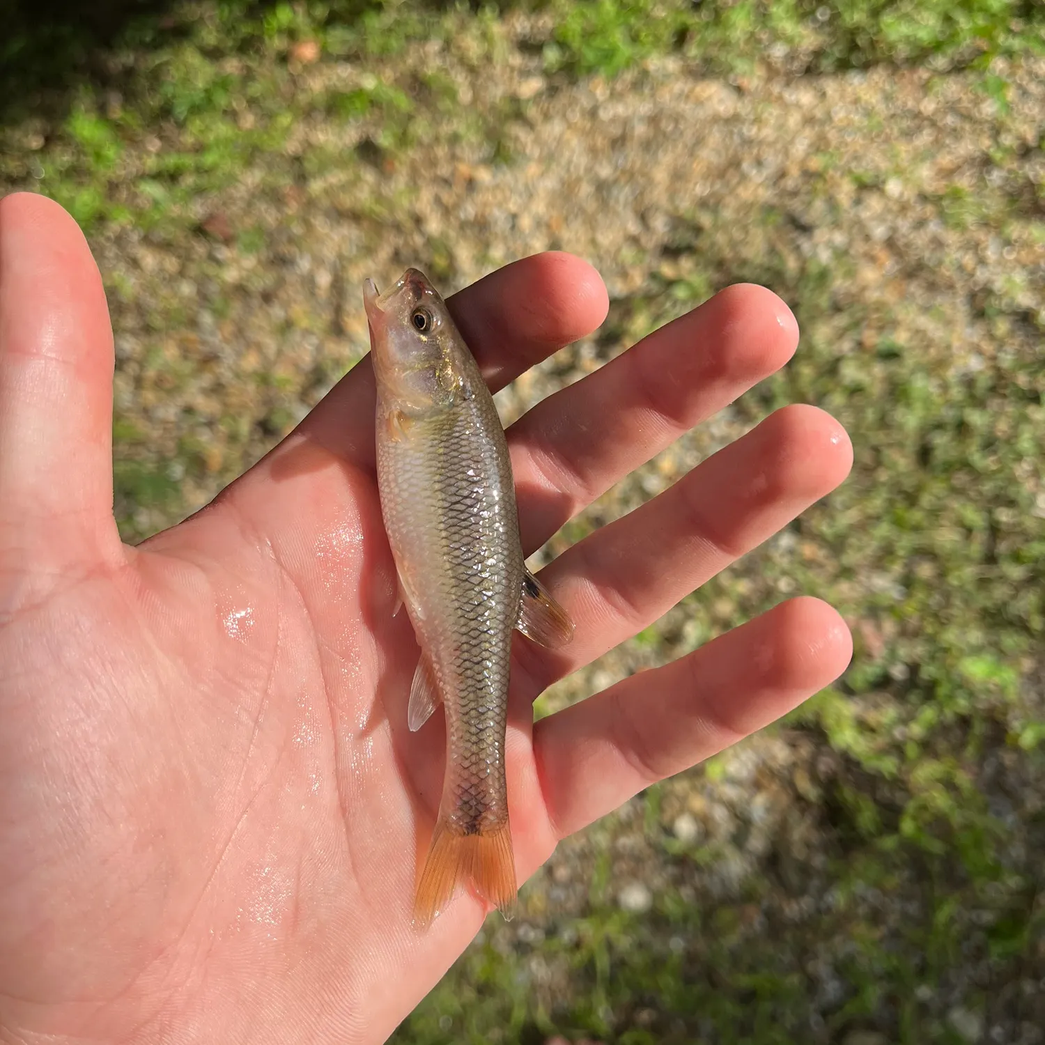 The most recent Sandhills chub catches on Fishbrain