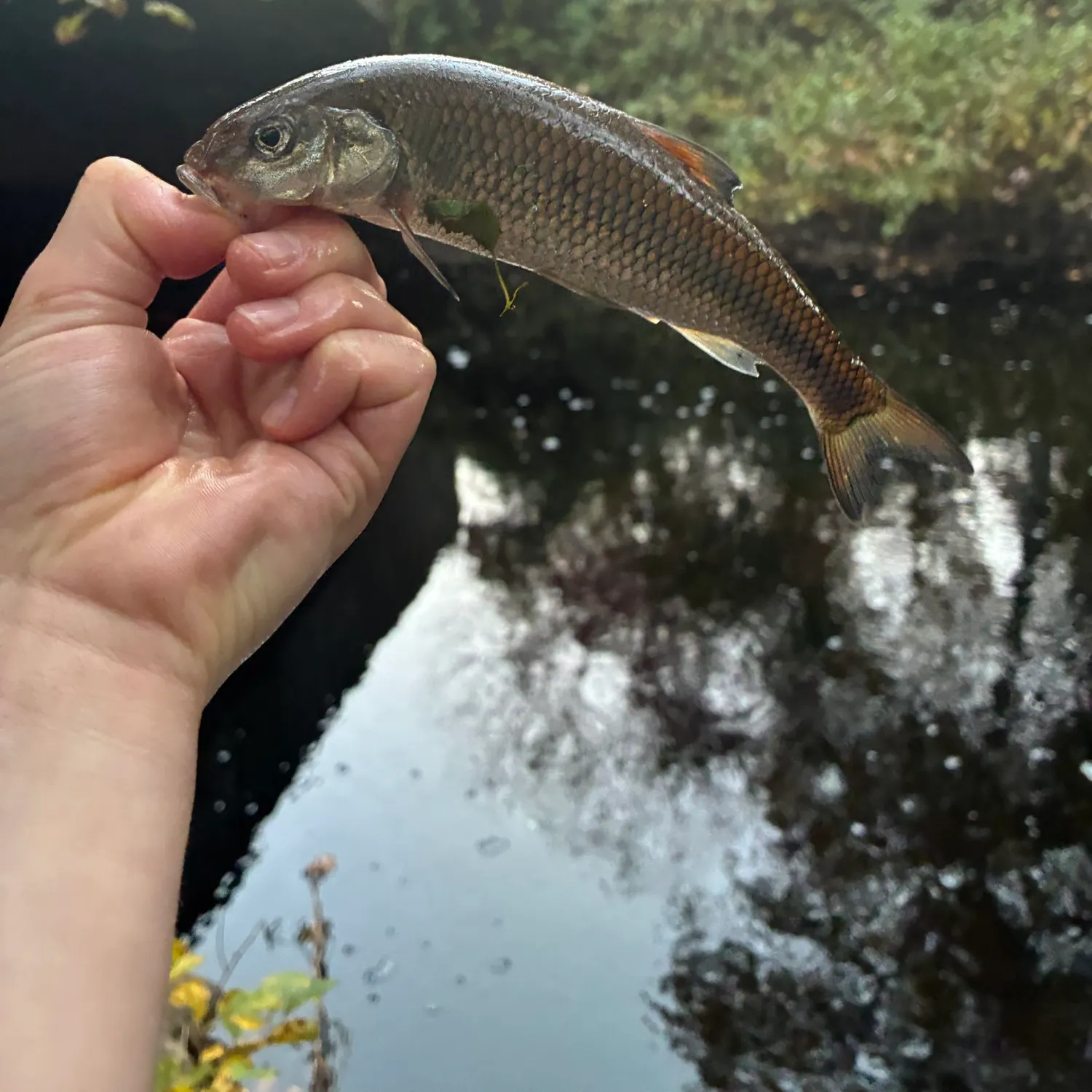 Fallfish caught on Fishbrain