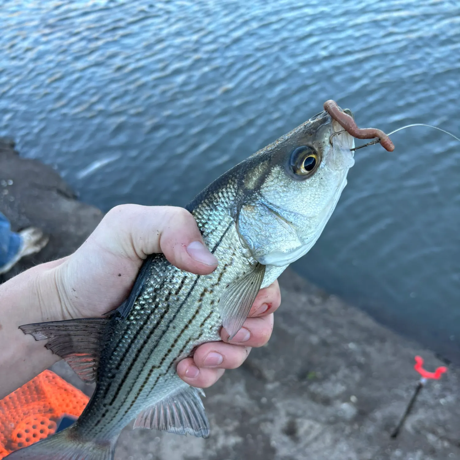 Wiper caught on Fishbrain