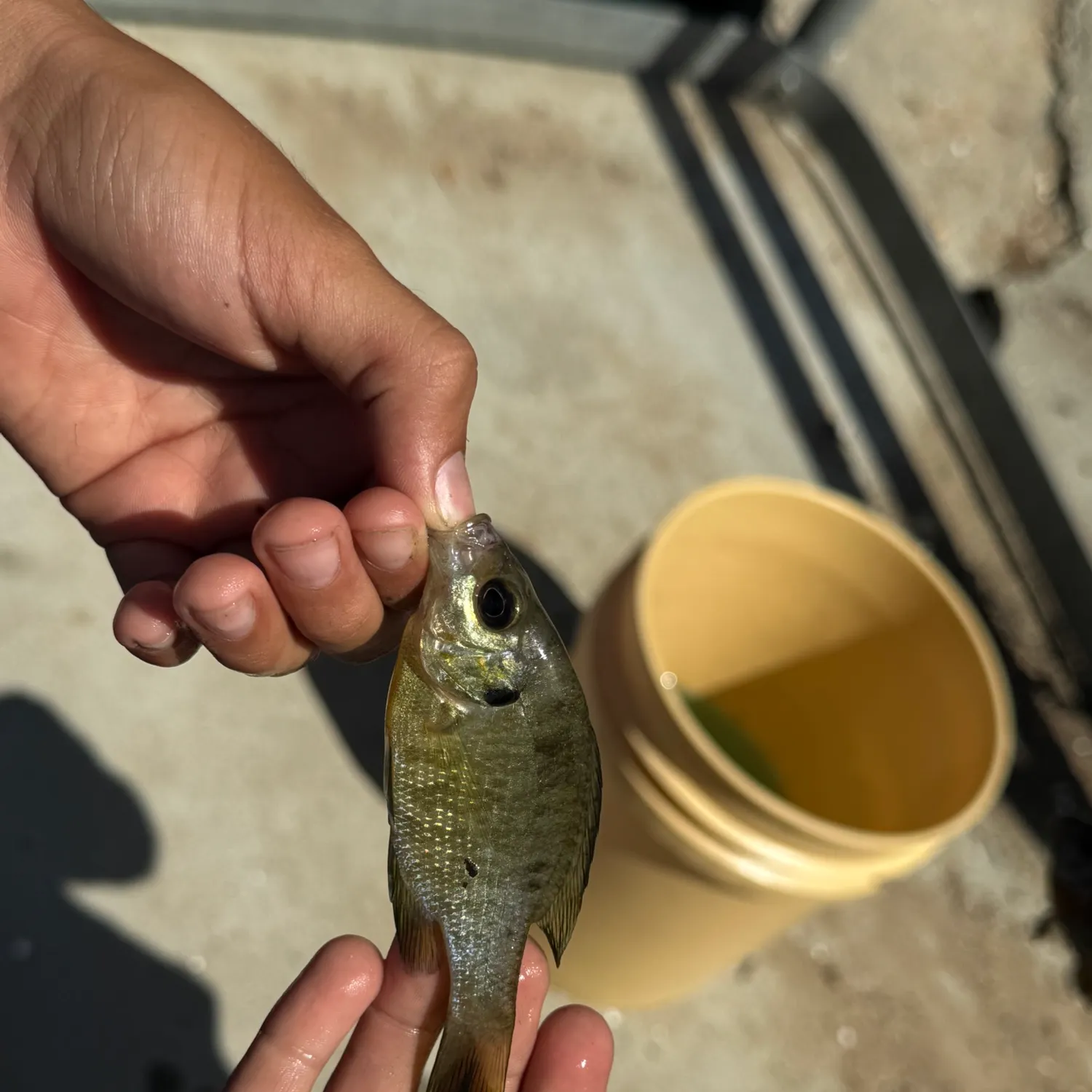 Bluegill caught on Fishbrain
