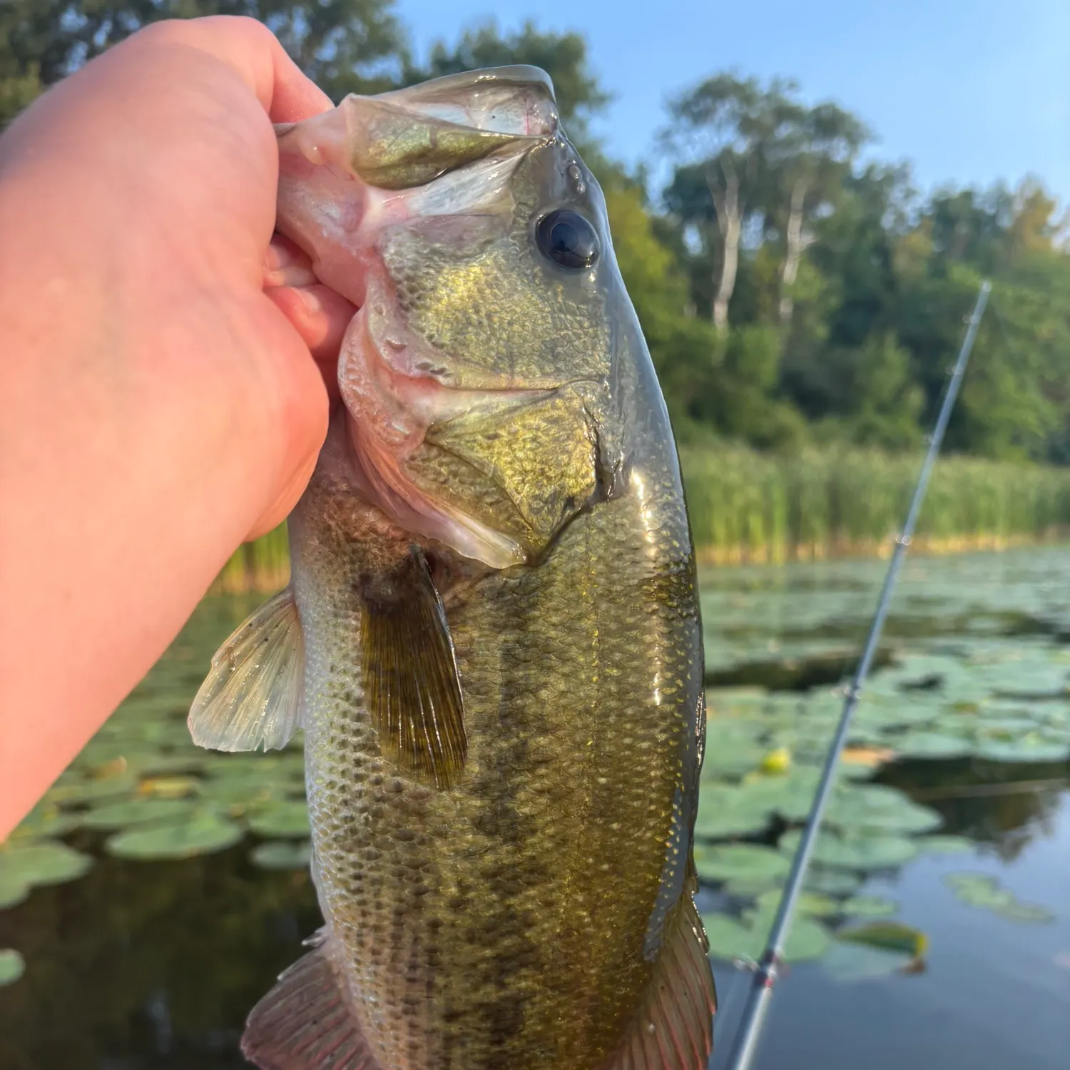 Largemouth bass caught on Fishbrain