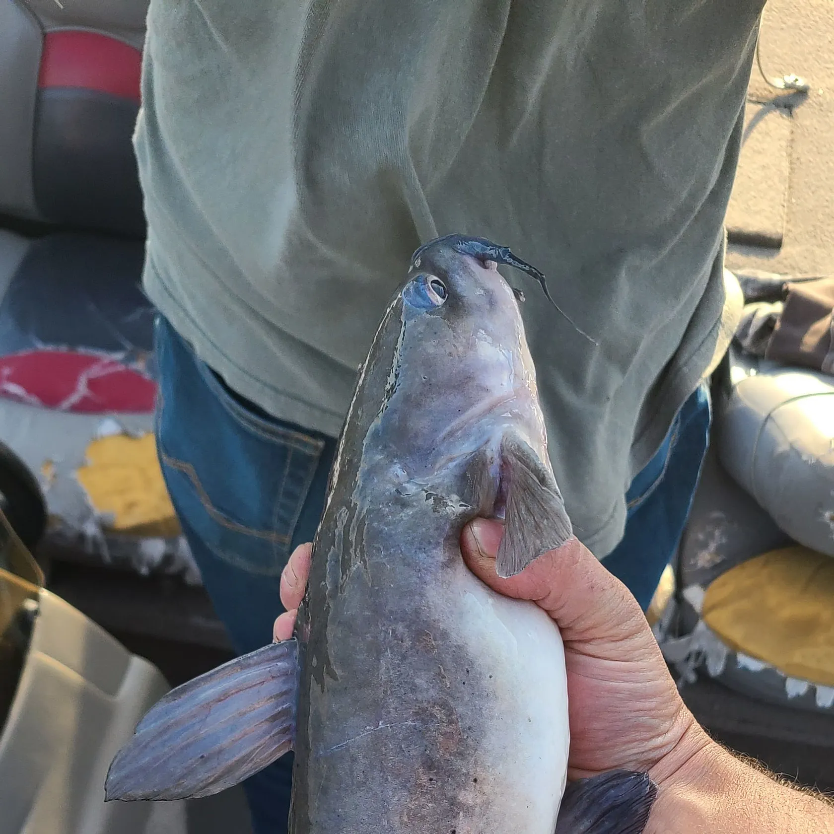 Channel catfish caught on Fishbrain