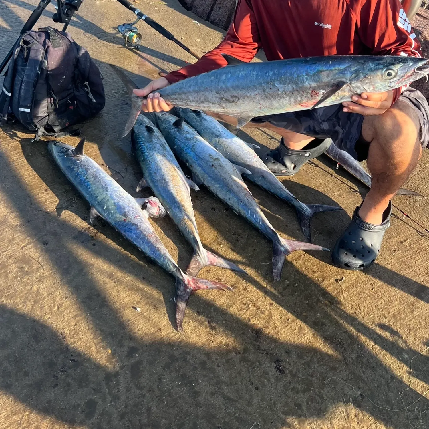 The most recent King mackerel catches on Fishbrain