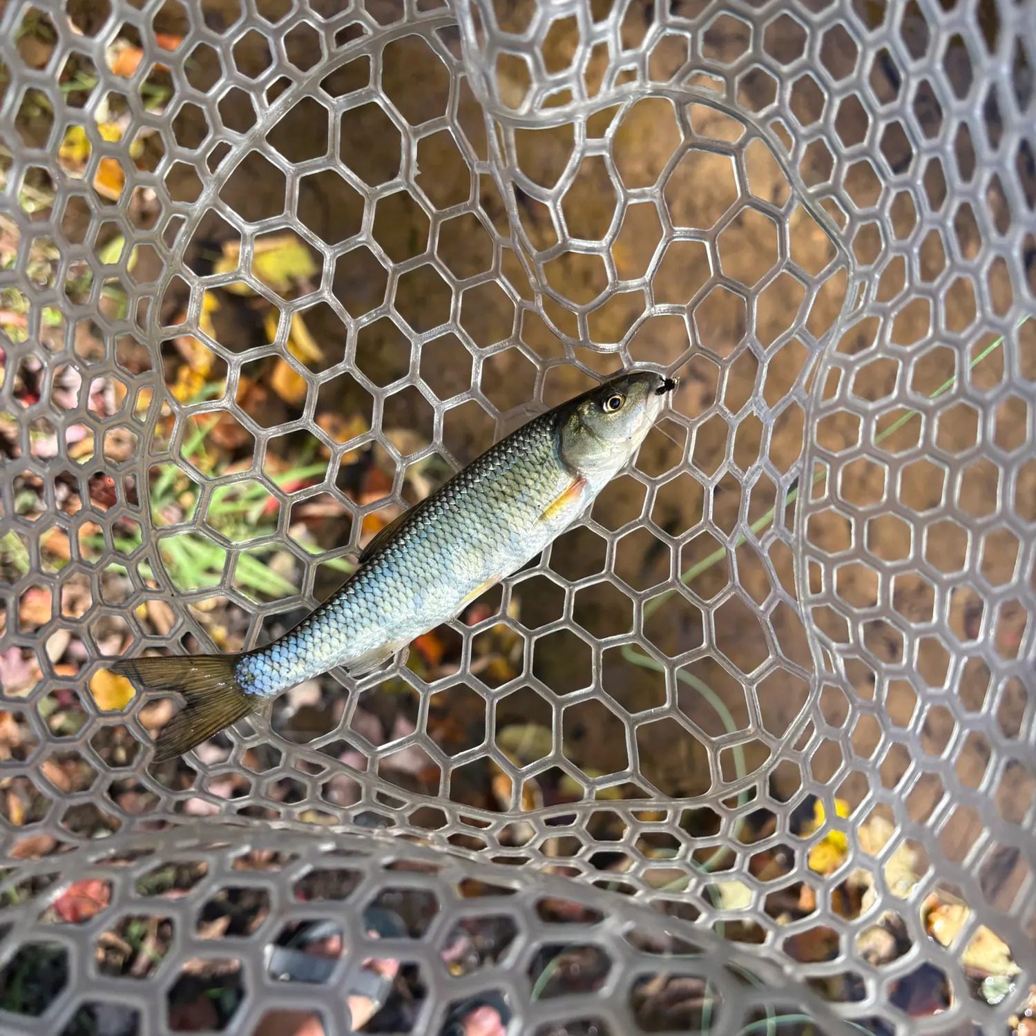 Fallfish caught on Fishbrain