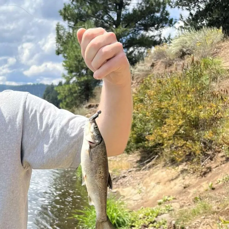 The most recent Predatory carp catches on Fishbrain