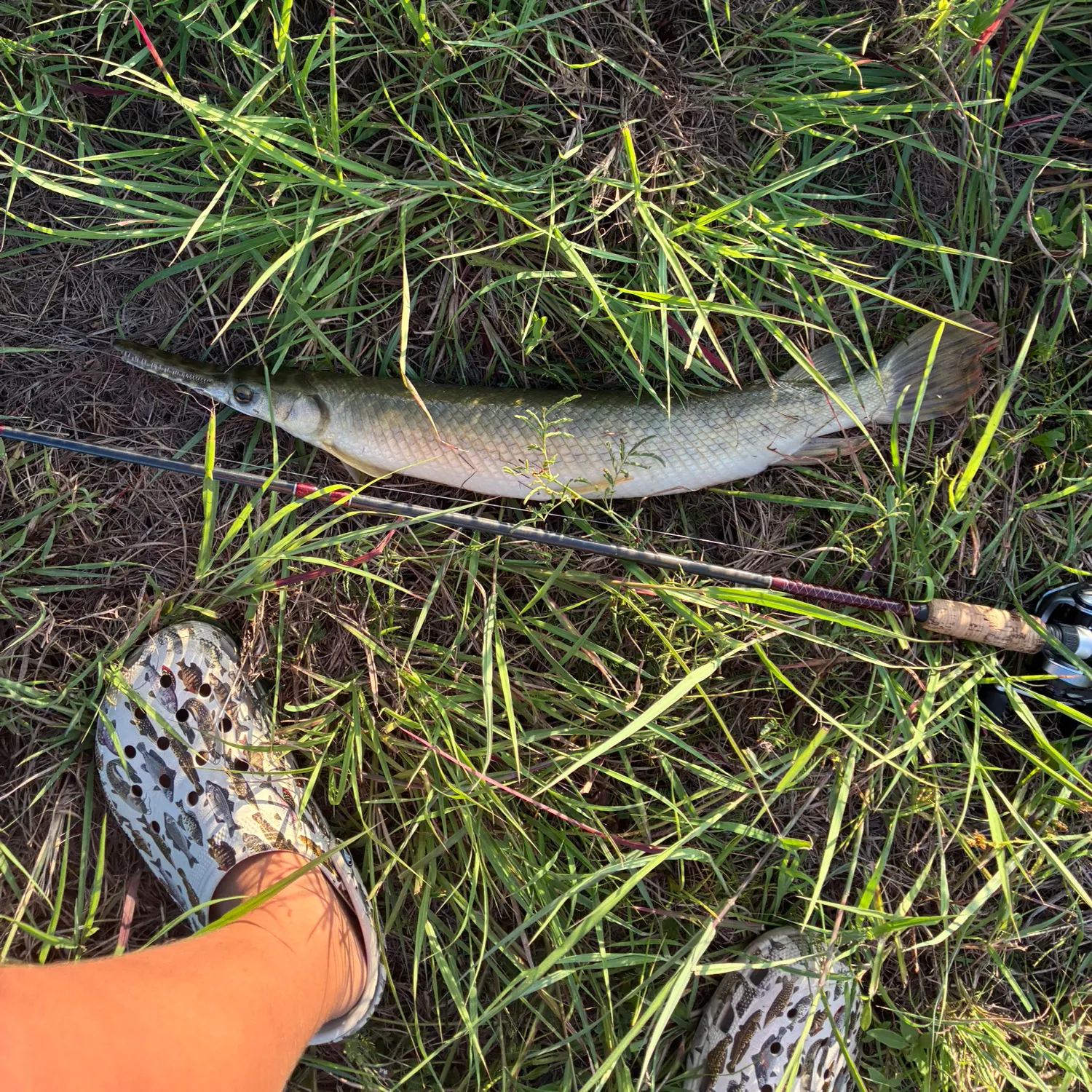 Shortnose gar caught on Fishbrain