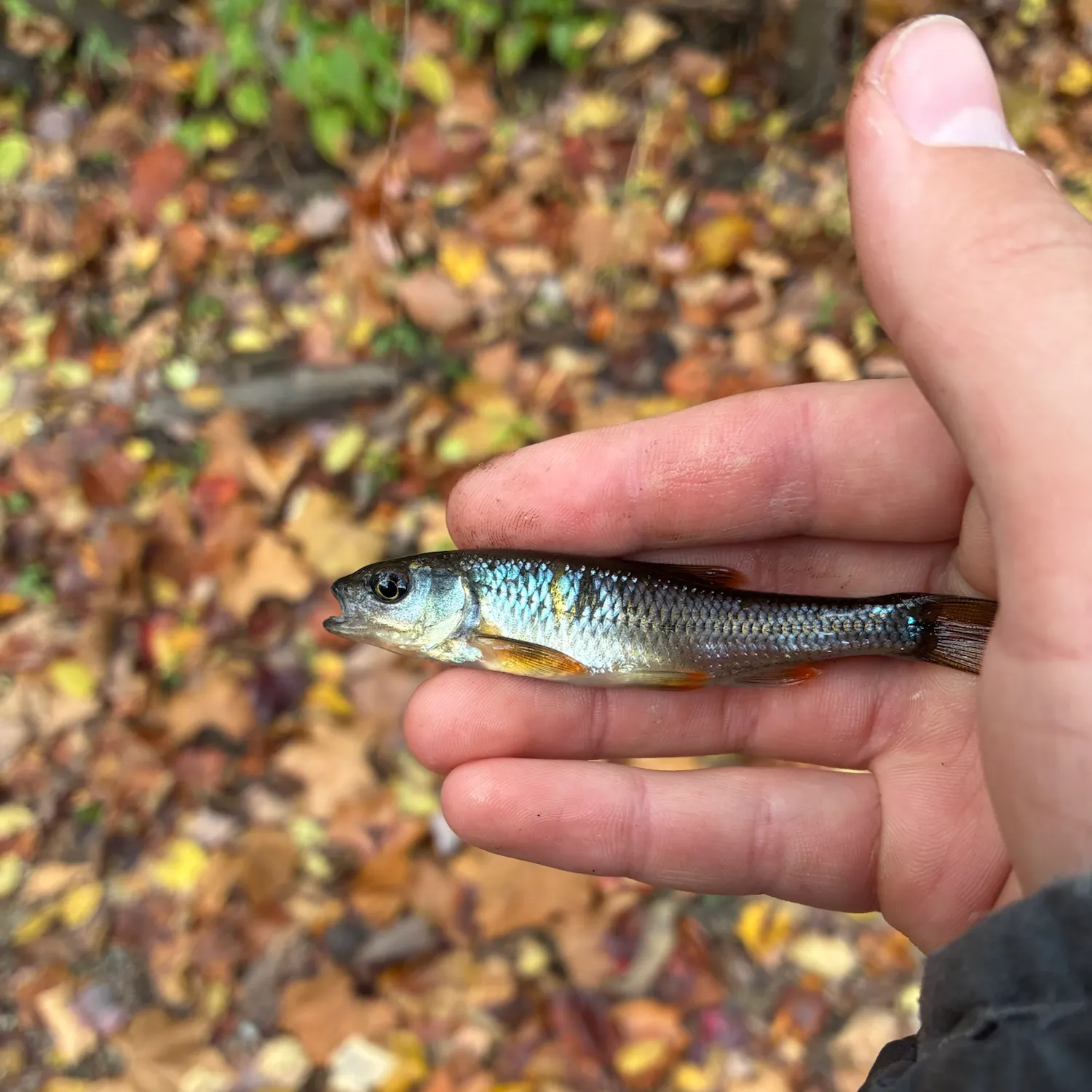 Common shiner caught on Fishbrain