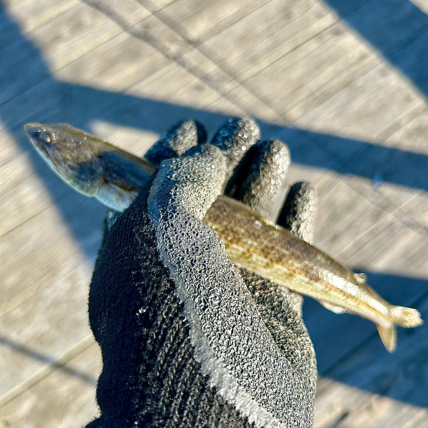 Inshore lizardfish caught on Fishbrain