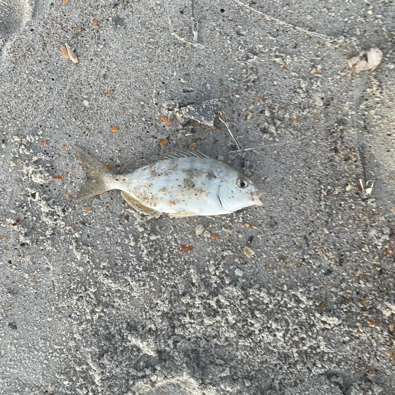 The most recent Pinfish catches on Fishbrain