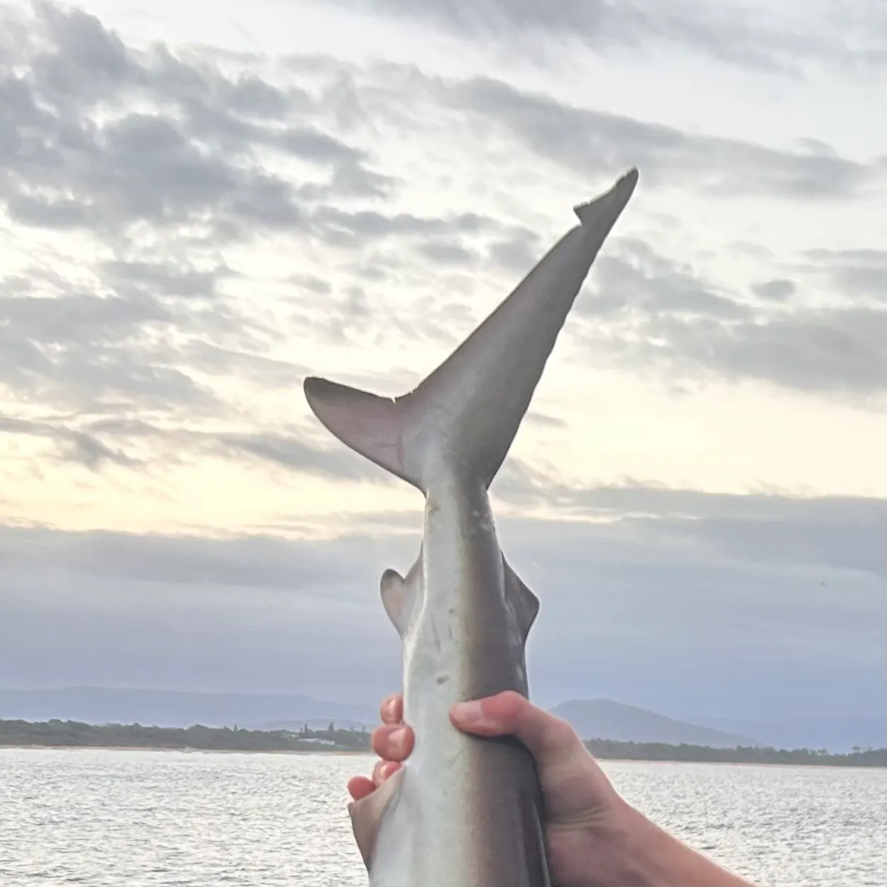 The most recent Copper shark catches on Fishbrain