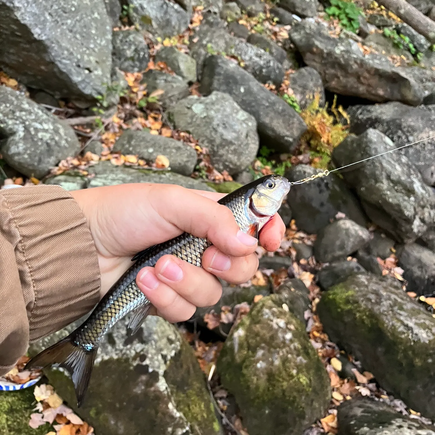 Fallfish caught on Fishbrain