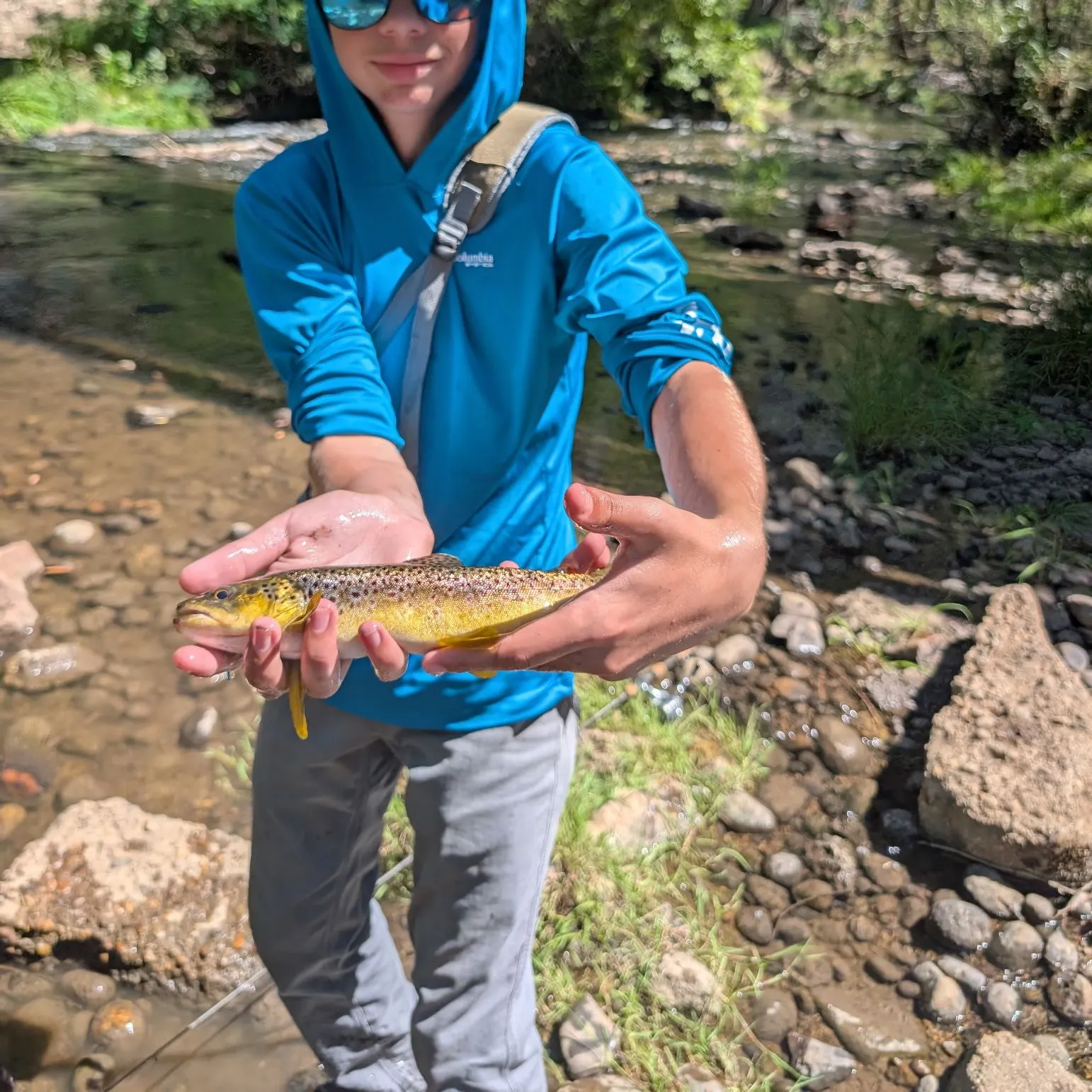 Brown trout caught on Fishbrain