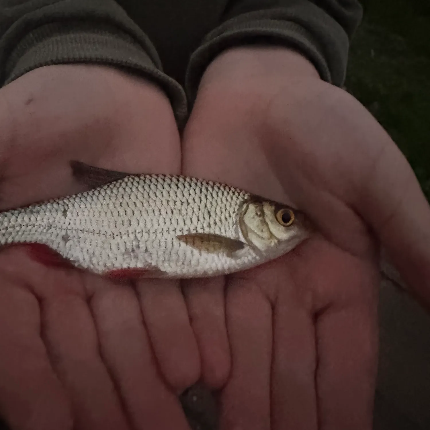 The most recent Common roach catches on Fishbrain