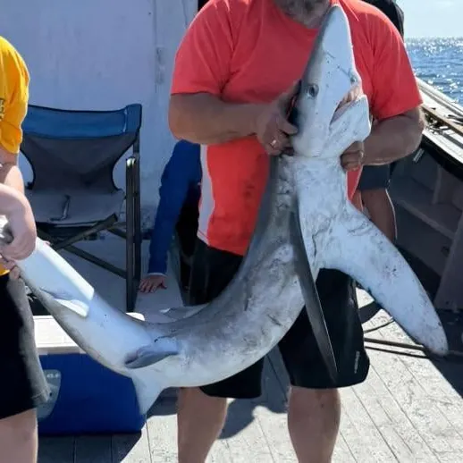 The most recent Blue shark catches on Fishbrain