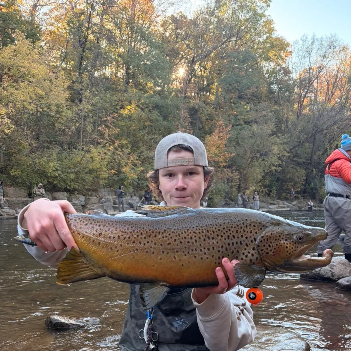 Brown trout caught on Fishbrain