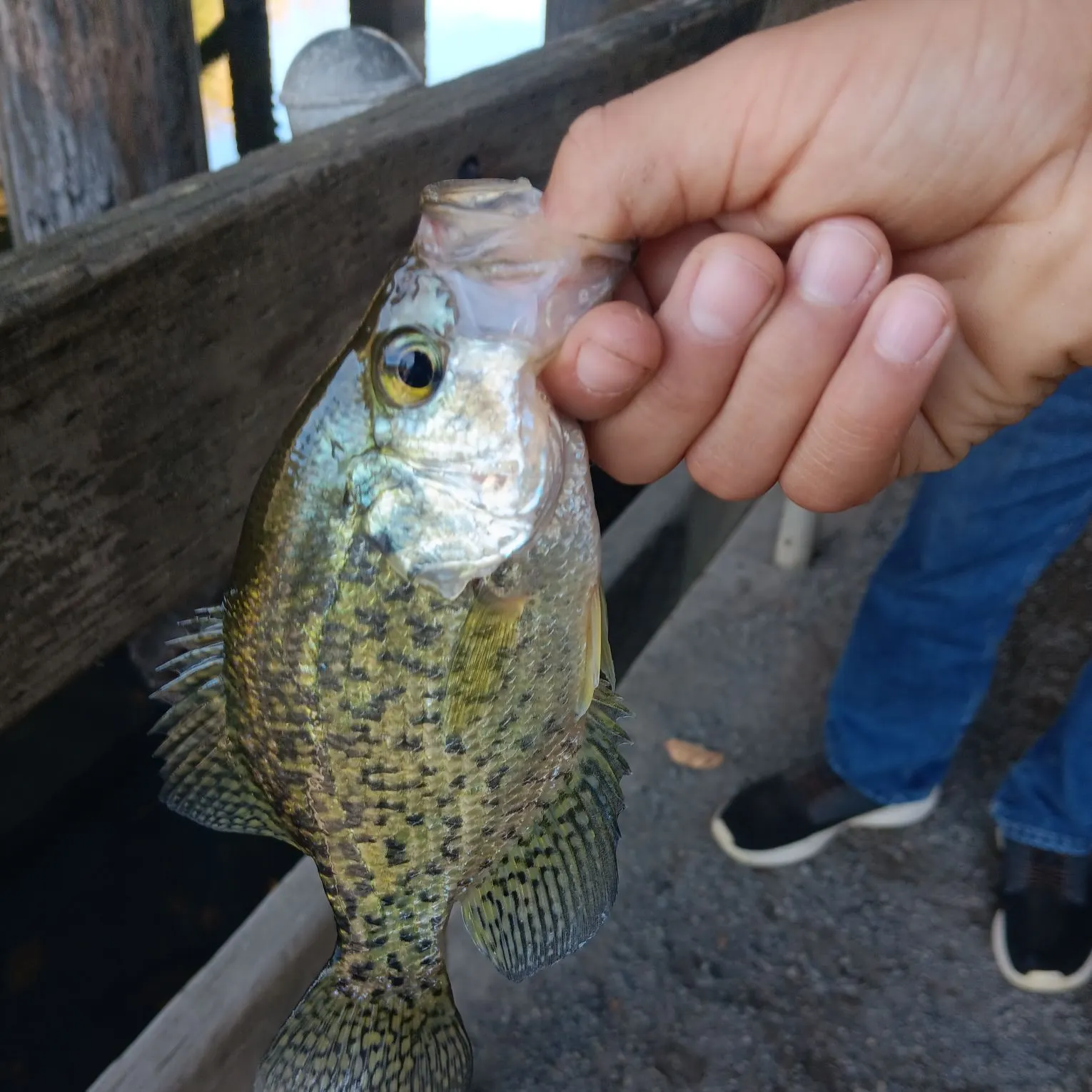 Black crappie caught on Fishbrain