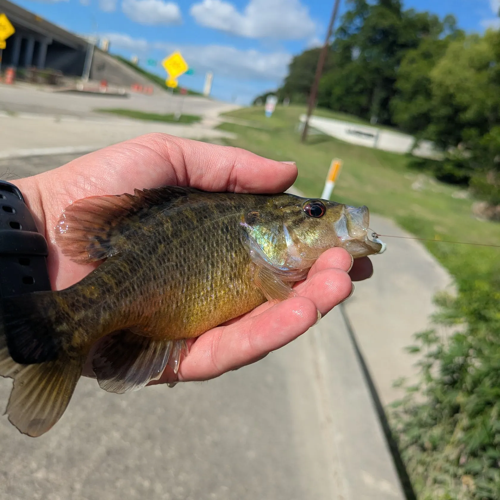 catch