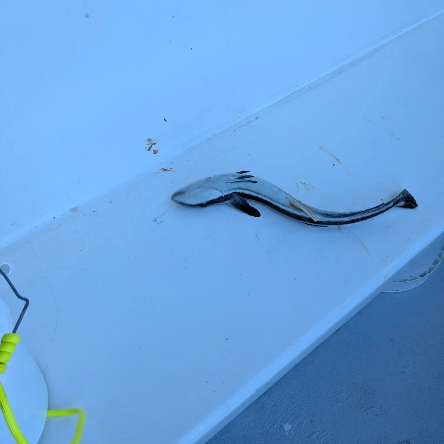 The most recent Live sharksucker catches on Fishbrain