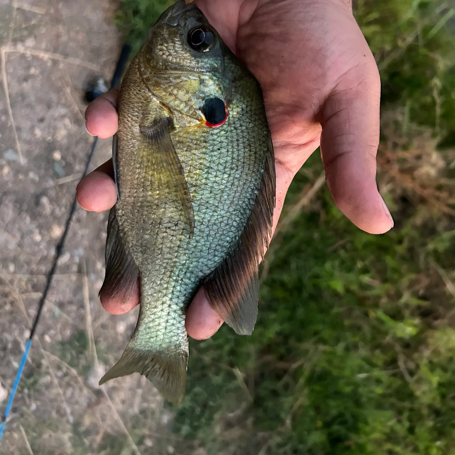 The most recent Redear sunfish catches on Fishbrain