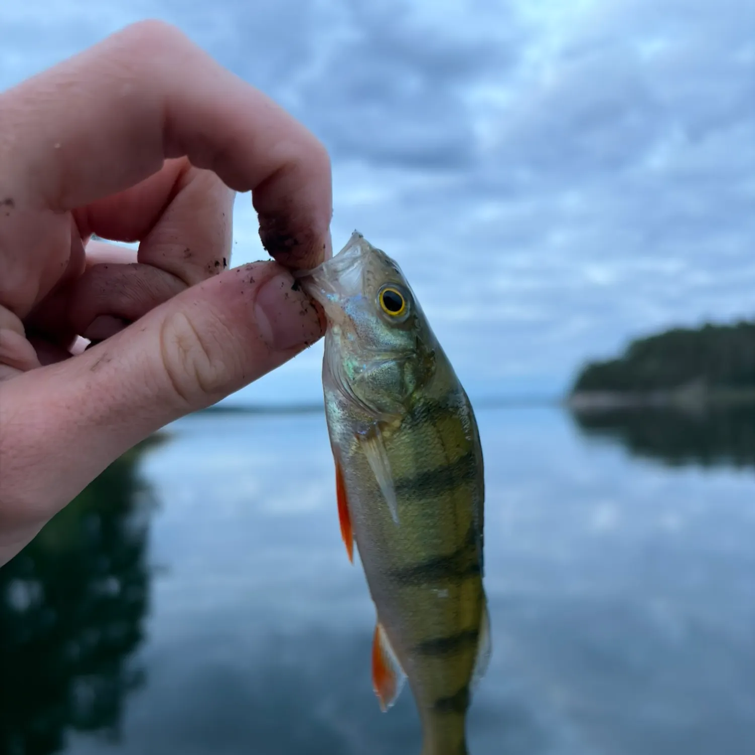 European perch caught on Fishbrain