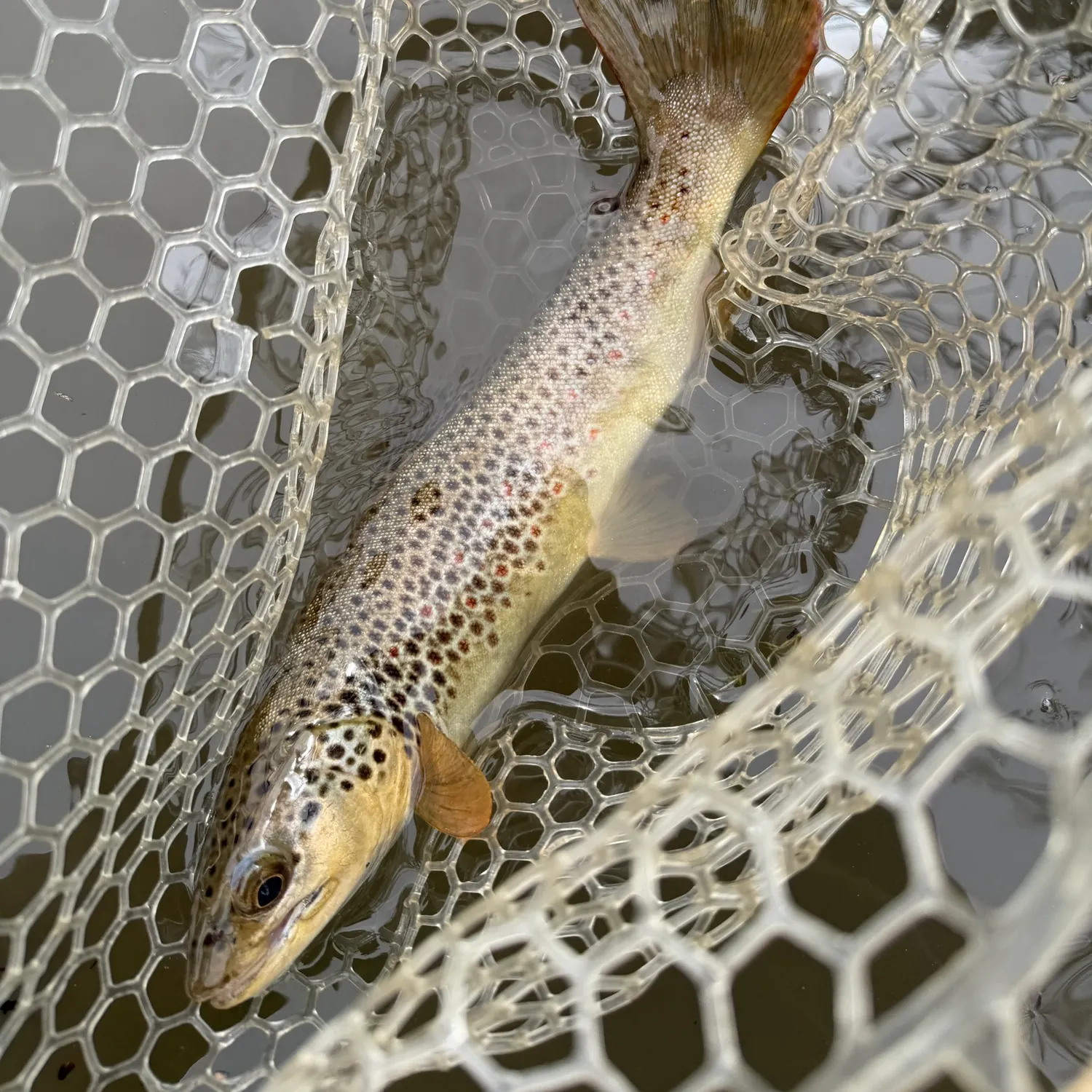 Brown trout caught on Fishbrain