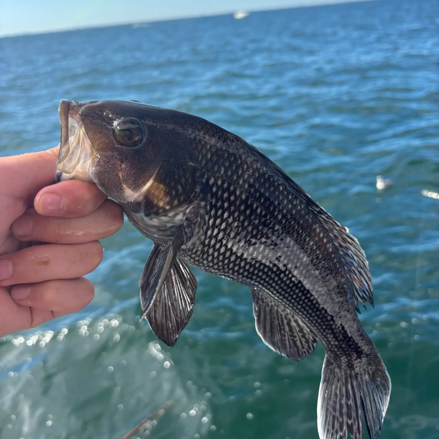 Black sea bass caught on Fishbrain