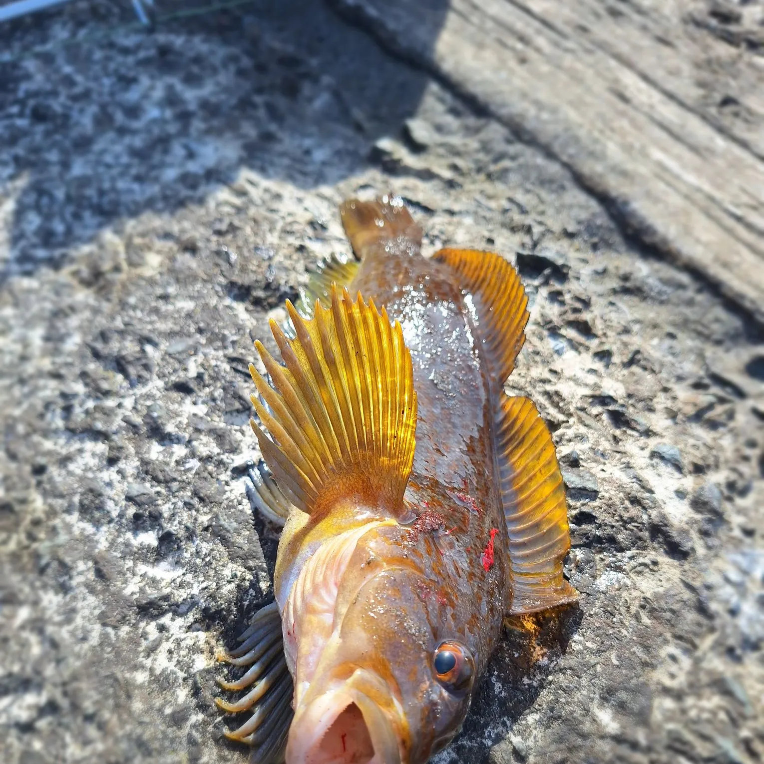 The most recent Kelp greenling catches on Fishbrain