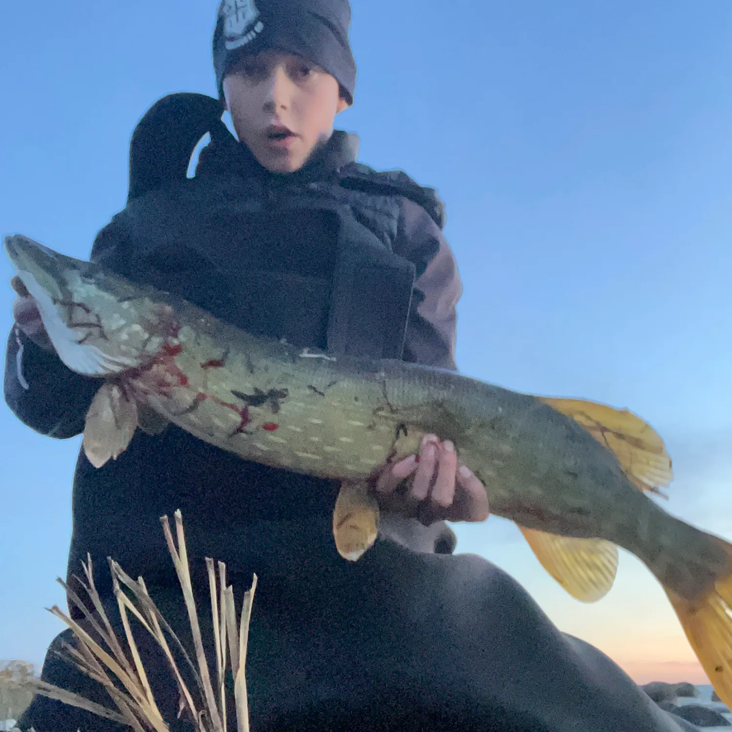 The most recent Northern pike catches on Fishbrain