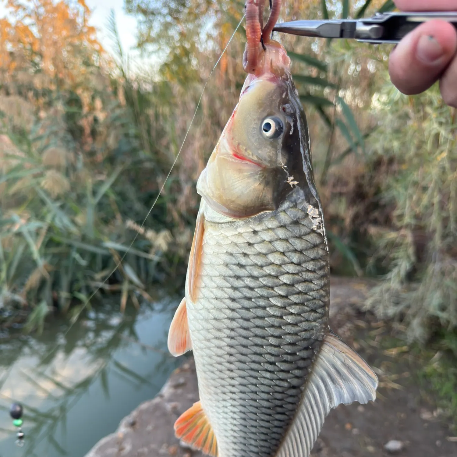 Common carp caught on Fishbrain