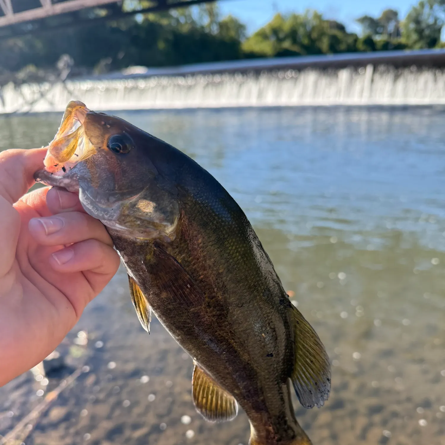 Smallmouth bass caught on Fishbrain