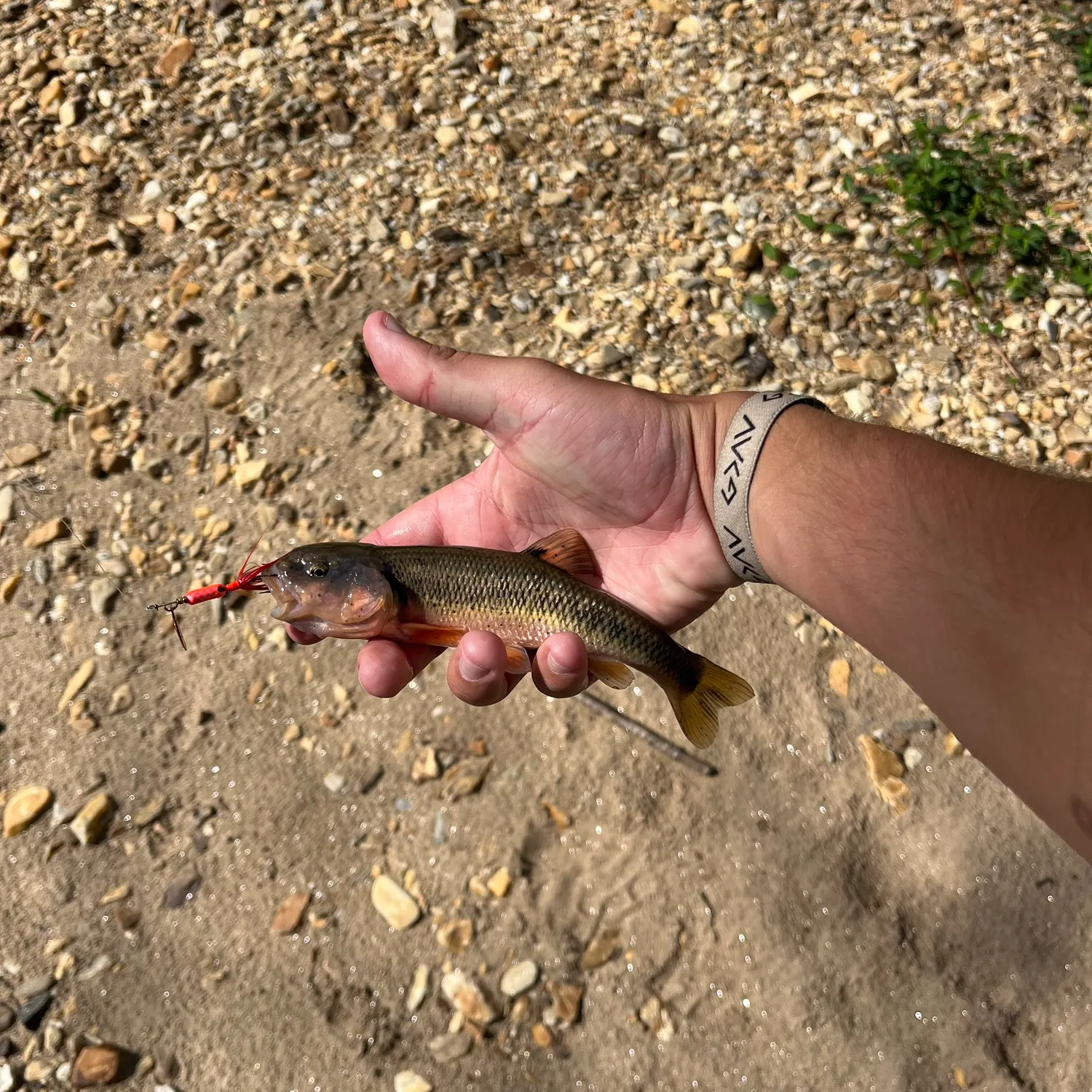 most liked catch image