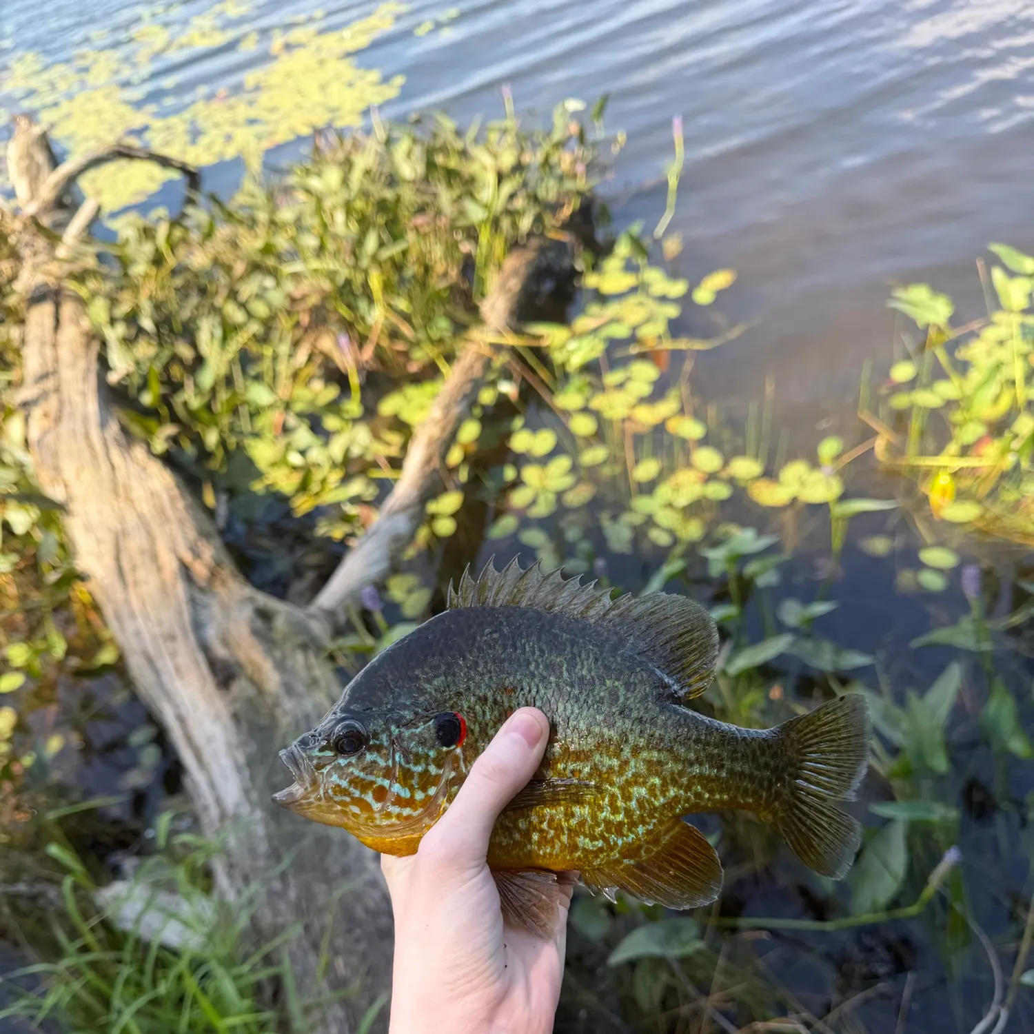 Pumpkinseed caught on Fishbrain