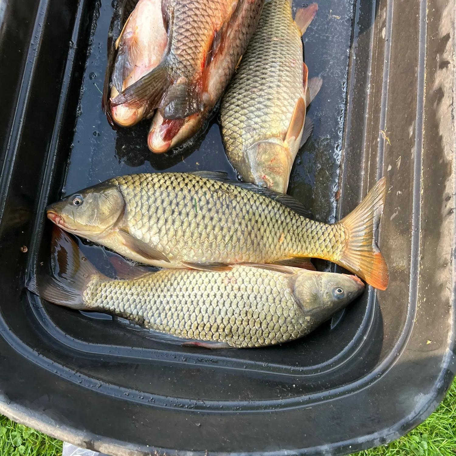 Common carp caught on Fishbrain