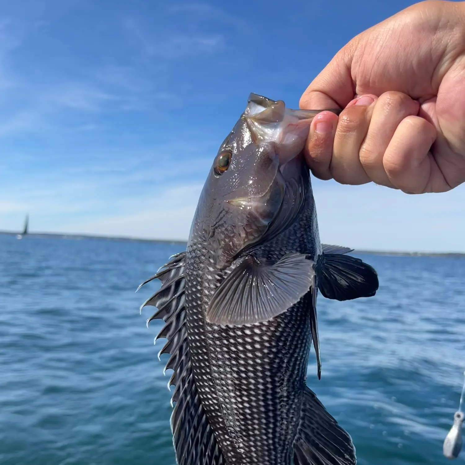 Black sea bass caught on Fishbrain