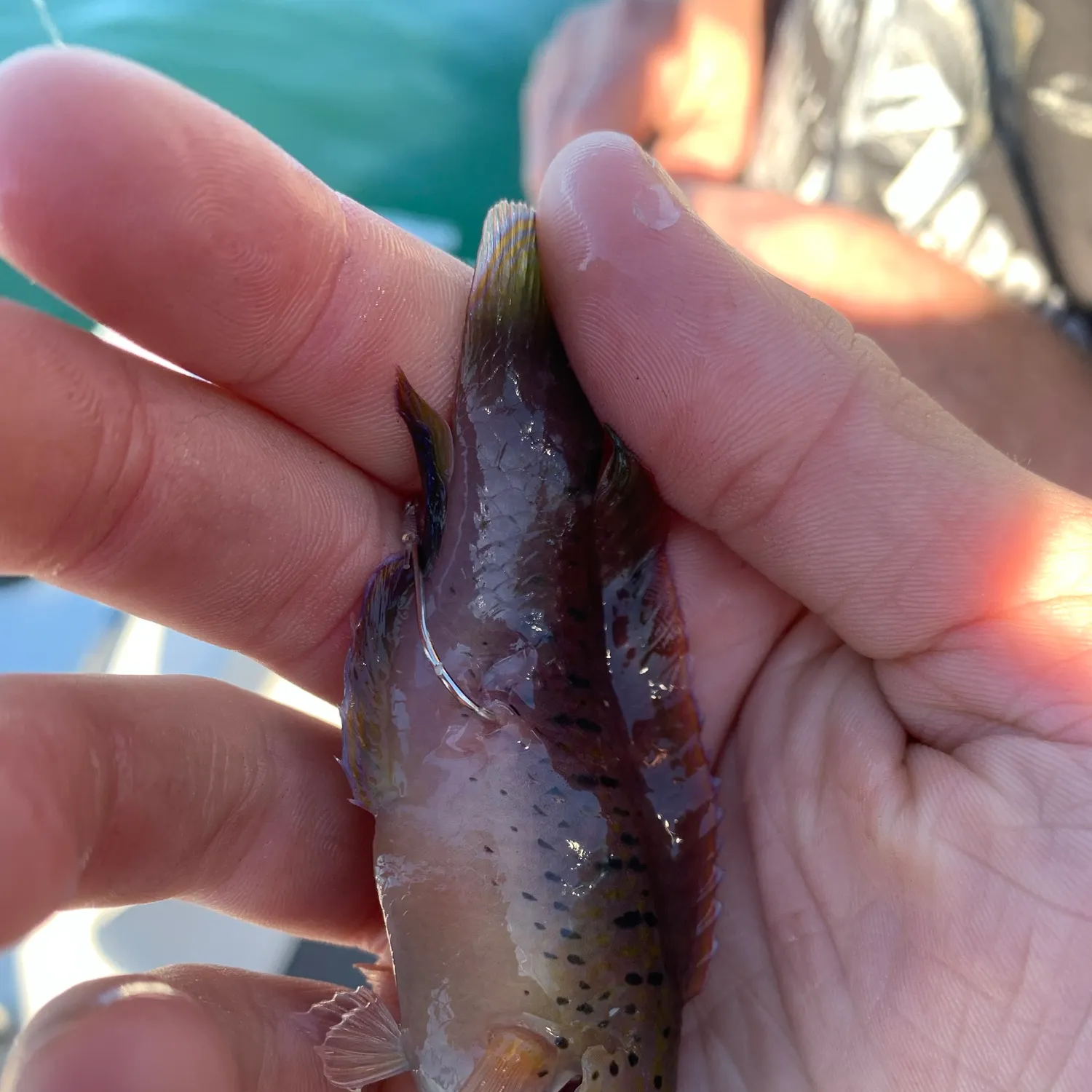 Fish caught on Fishbrain