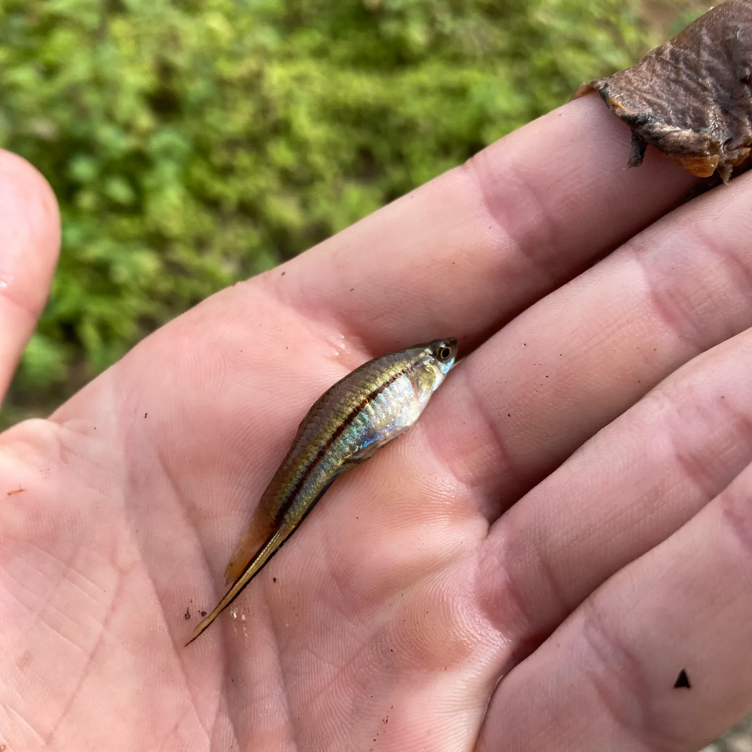 The most popular recent Green swordtail catch on Fishbrain