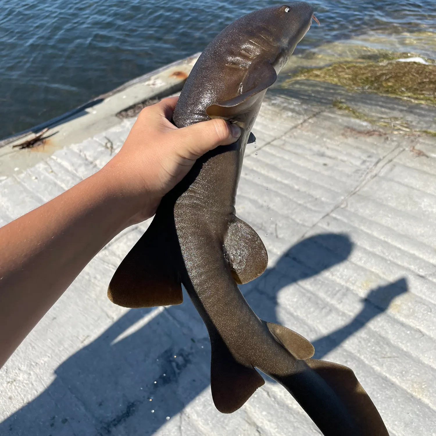 The most recent Nurse shark catches on Fishbrain