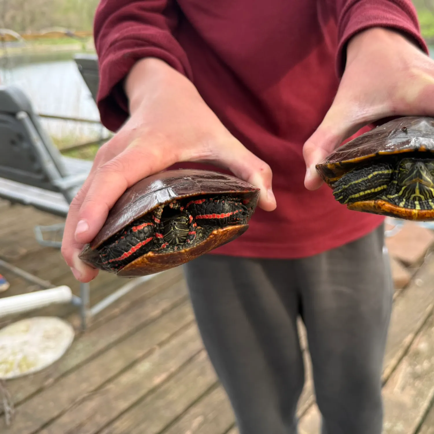The most recent Signal crayfish catches on Fishbrain