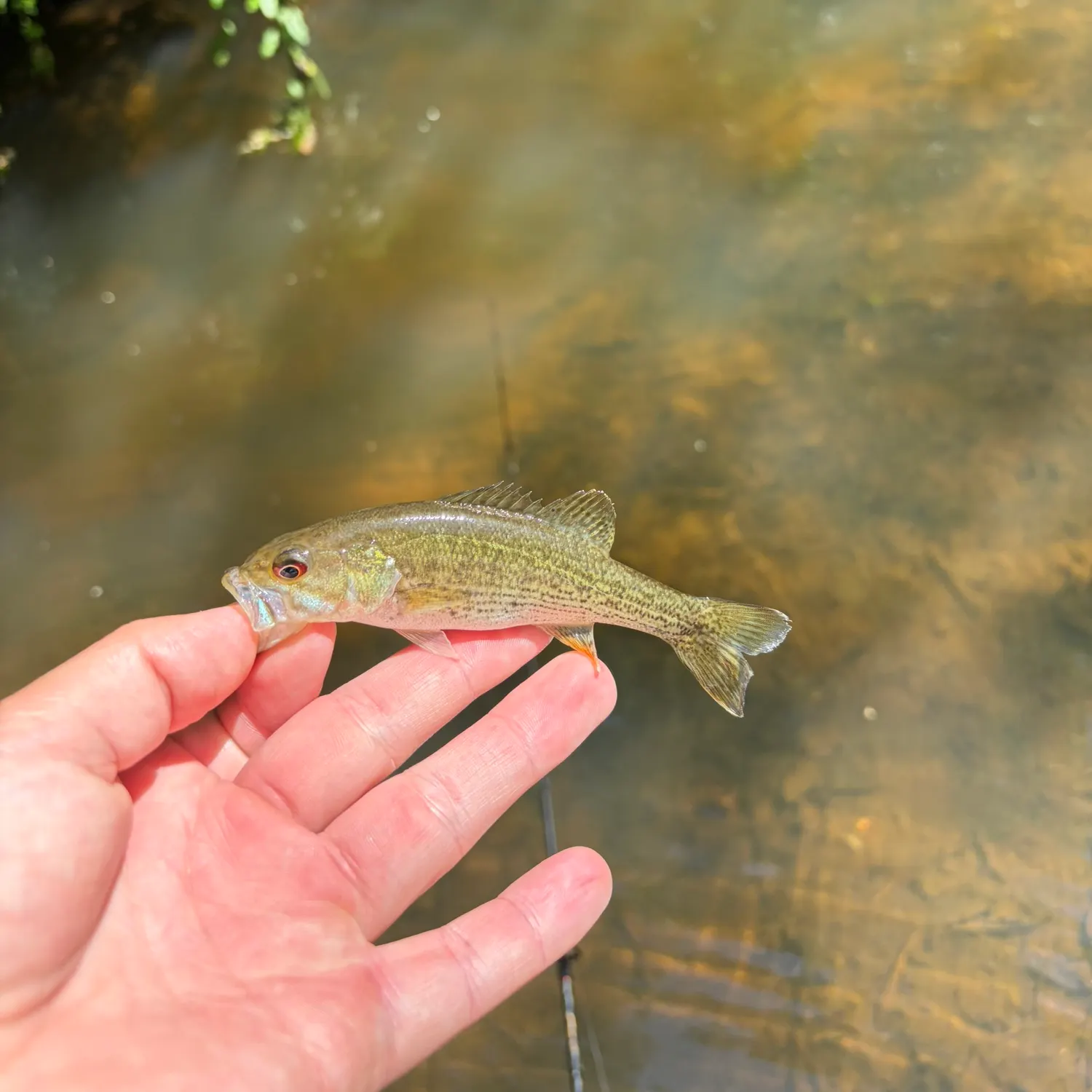 The most recent Bartram's bass catches on Fishbrain