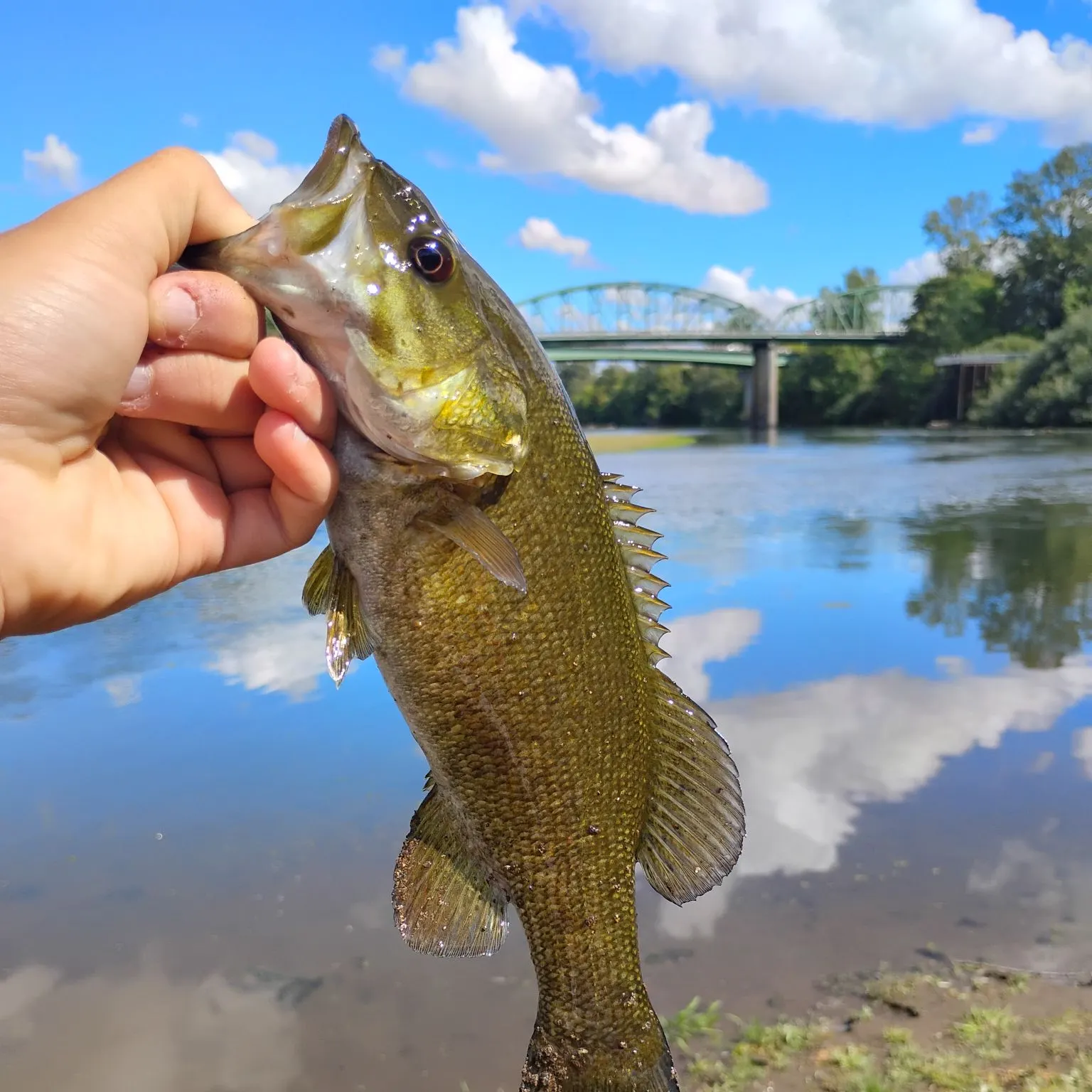Smallmouth bass caught on Fishbrain