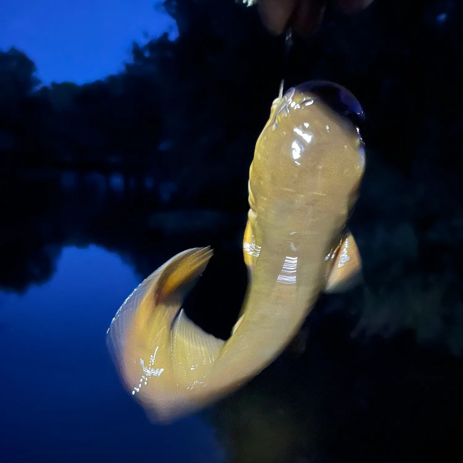 Yellow bullhead caught on Fishbrain