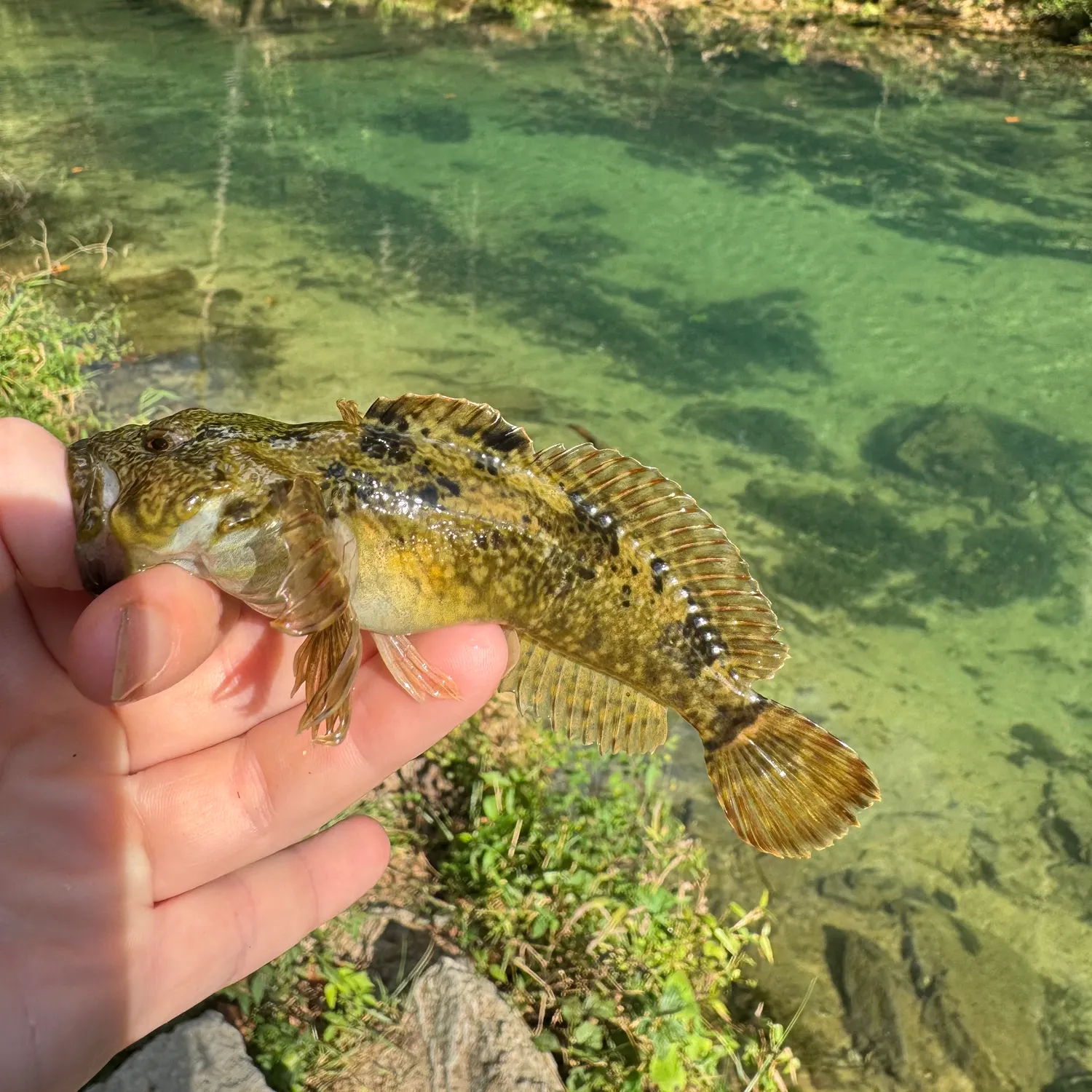 Longspined bullhead caught on Fishbrain
